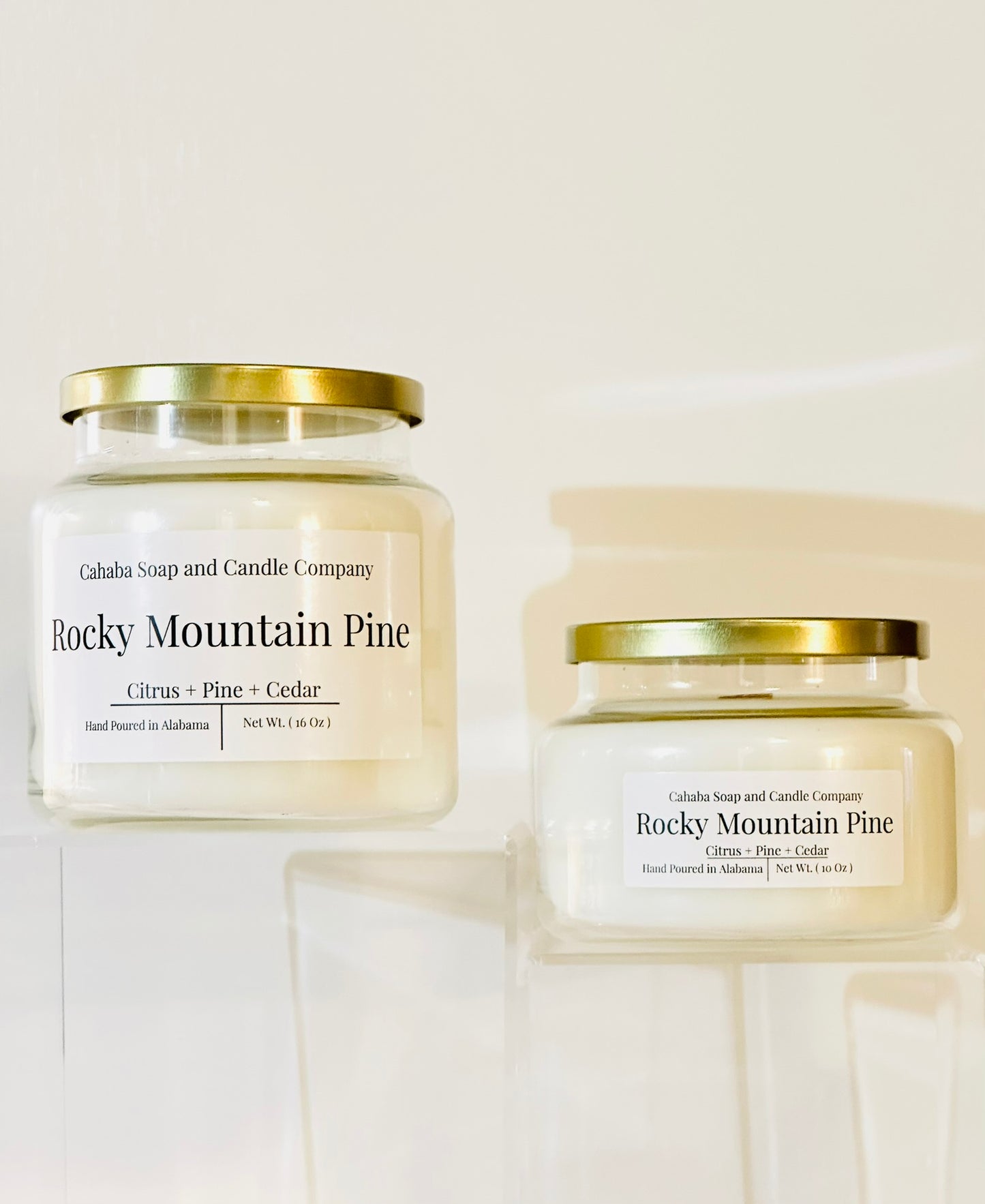 Rocky Mountain Pine